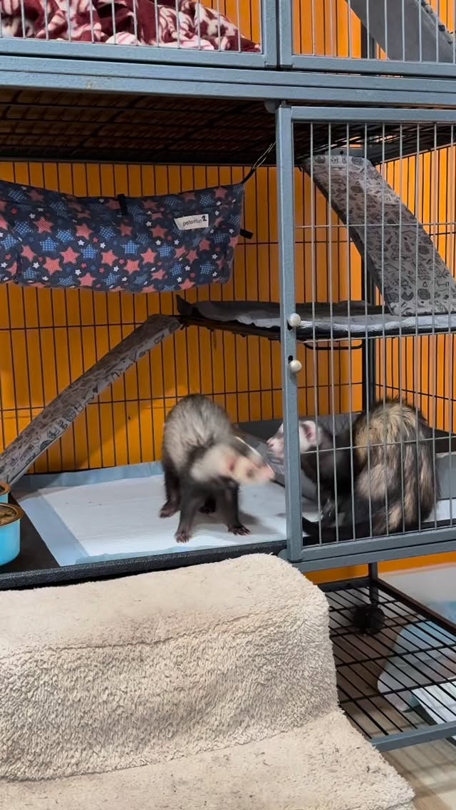 Adorable little Loki joined us last night for a 10 night trip. Bandit is pretty happy to have a friend to play with 🥰
#ferret #ferrets #ferretlife #ferretboarding #ferretfun
