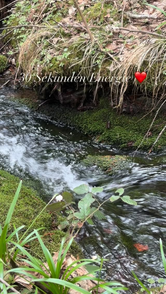 Energie tanken in 30 Sekunden ❤️ #mel4animal #veldenamwörthersee #waldbaden #energy #tierberatung