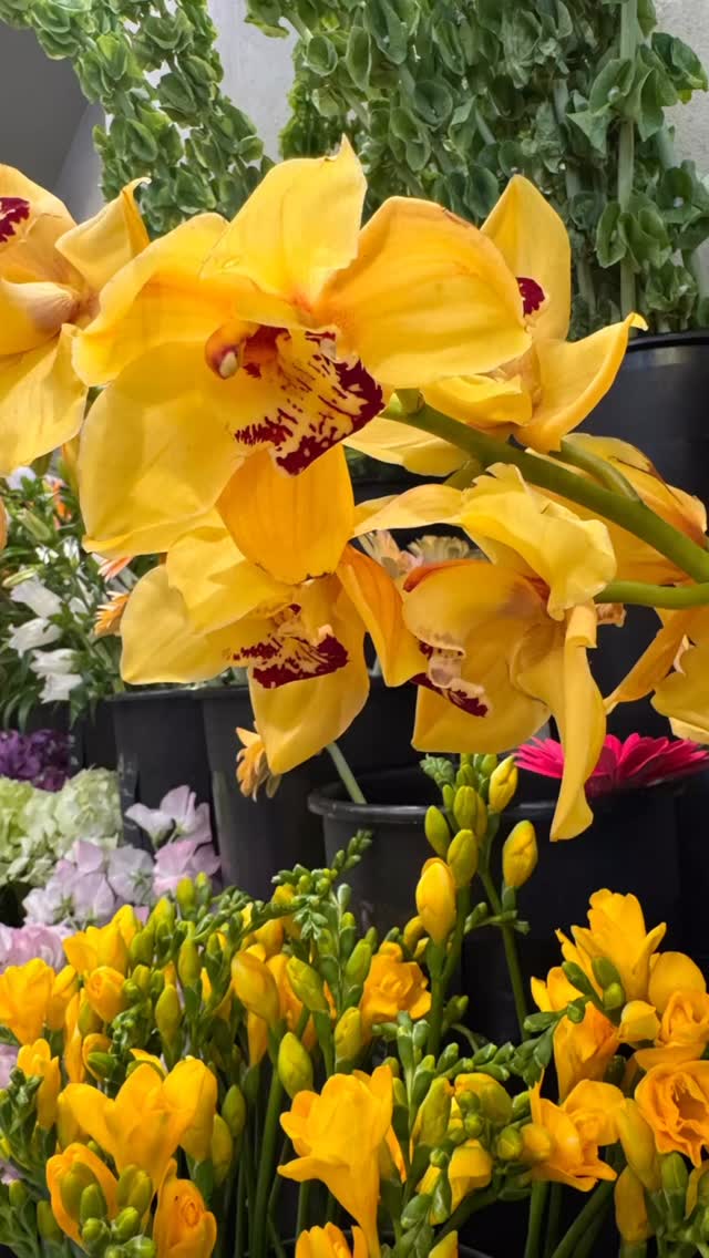 Need some flowers for Easter Sunday? Stop into @lulevereflorist today for a beautiful bouquet or plant to bring to dinner! 💐🌷🌹🌺🪻🌺🌸🌼🌻
#easter #flowers #bronxville #hostessgift #shoplocal