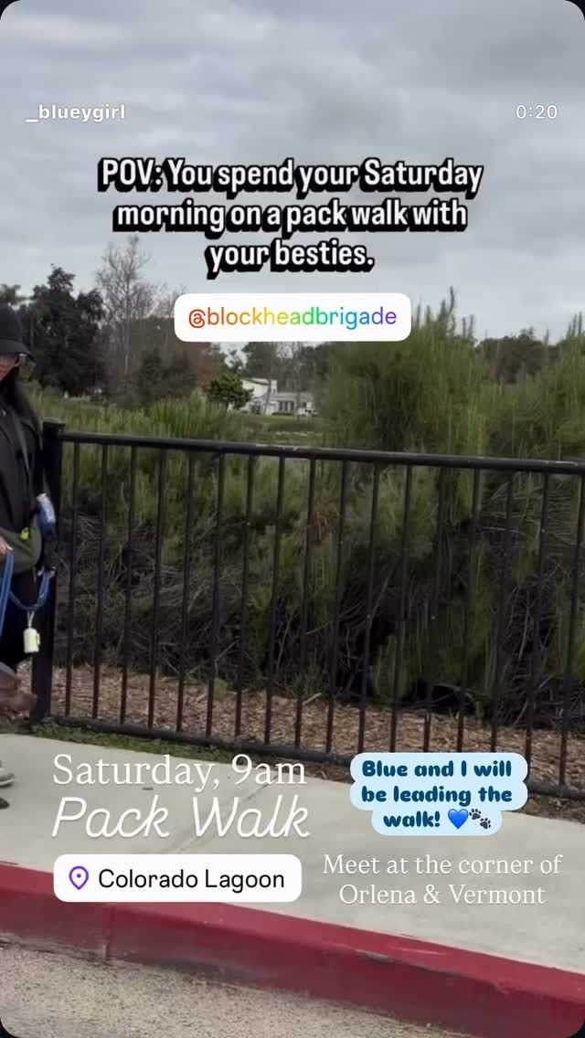Join us! @_blueygirl & mom will be leading! Saturday, Colorado Lagoon, 9 am on the corner of Orlena & Vermont. See you soon!
Our walks respect you and your dog’s need for space, help dogs learn to be calm around others and create an opportunity for us to meet and support each other. Walks among others can satisfy our dog’s need to belong and often lead to a long nap afterwards. And if you need help with any behavior challenges, we can offer suggestions to help you overcome or manage them. Please reach out!
Some of our dogs are scared. Some are shy. Some are reactive. Some are friendly, but learning how to be calm around others. We maintain these rules on our walks: a minimum of ten feet from others (unless dogs are together), one dog per handler, a six-foot or shorter leash (no retractables, please) and NO dog intros. It is everyone’s responsibility to keep their dogs safe and safely under control. If you can follow our rules, you are welcome to join us. Please feel free to use a muzzle if your dog would benefit from it. If you’re not sure if your dog would do well at a pack walk, please message us for more information.
#packwalk #longbeachdog