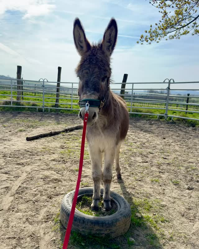 🫏
Bei der DualAktivierung arbeite ich 3 Minuten konzentriert!
Danach hab ich 1 Minute Pause!
Das wiederholt sich 6 x
☝️ Mir wurde gesagt, in der einen Minute darf ich machen was ich will!
🤭🫏 Hab ich gemacht! 😁
Danach ging es konzentriert weiter 💪
Ich bin ganz schön clever ✌️
Beste Grüße,
🩶 Freddi!
#wandernmachtglücklich #esel #dualaktivierung #rheinhessen #selztallamas