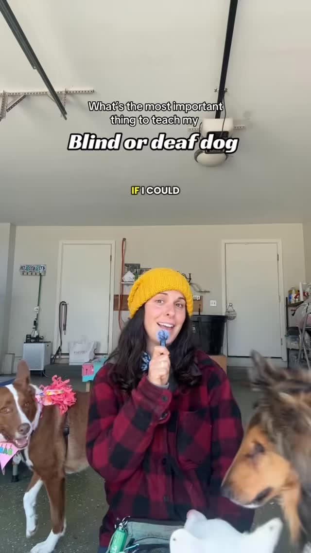 One of the most practical things I teach guardians of deaf and blind dogs is directional cues and honestly, it shifts everything.
When your dog can’t hear a verbal cue or see a hand signal, you need a shared language that tells them: move forward, turn this way, wait here, step off. These cues give your dog information they can actually use, and that clarity matters a lot when the world around them is already harder to navigate.
I use a combination of tactile cues, verbal and hand signals (depending on the dog’s disability) to communicate direction. Using very gentle pressure, movement, and touch in specific spots on their body and patterns that each have a consistent meaning.
Your dog learns that you will guide them, and that guidance is reliable. That’s where the bond really deepens. If you have a deaf or blind dog and you haven’t started directional work yet, this is a great place to begin and I’d be happy to help you on your journey.
#DeafDog #BlindDog #DeafBlindDog #DogTraining #TactileCues