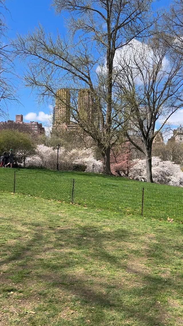 Back in our happy place 🌸 The cherry trees are in bloom at Cherry Hill. Join us for class Sunday, 4/12 at 12 PM — book at the link in bio ✨
#CherryBlossoms #SpringInNYC #CentralPark #CherryHill #CentralParkNYC