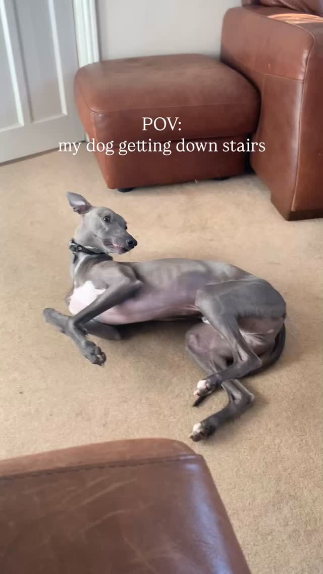 so many limbs 😂
#whippetlife #dogsofinstagram