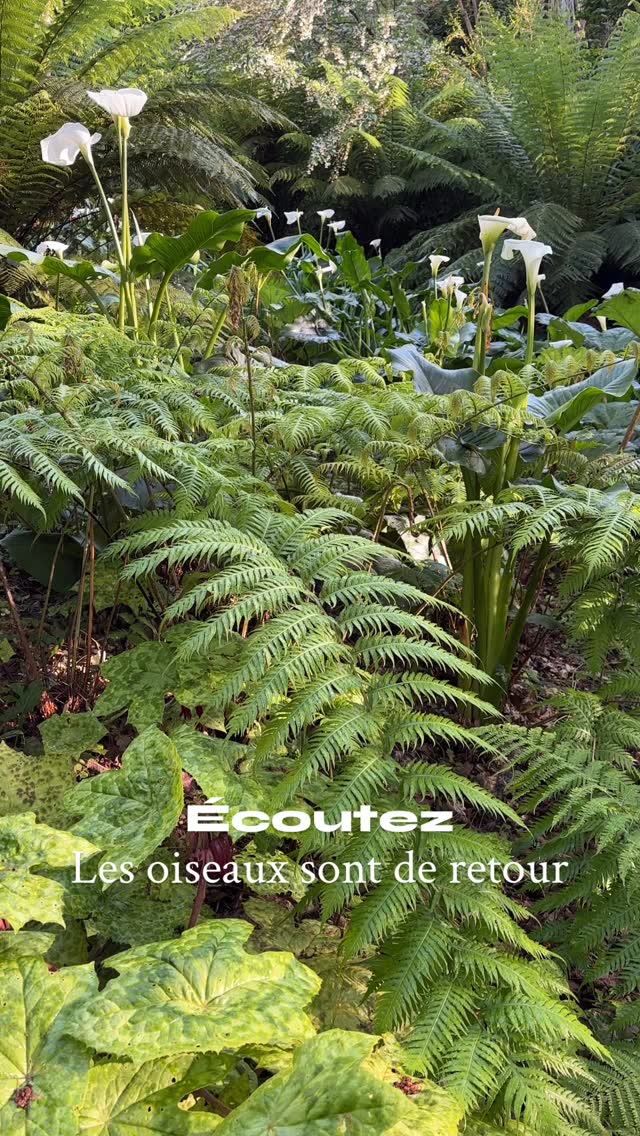 Le nature se réveille, les oiseaux sont de retour après une migration éprouvante et déjà ils s’égosillent dans les bois
La végétation est fraîche et parfaite
🌱d’heures en heures la nature se métamorphose et n’attend qu’un peu de chaleur pour exploser
🌱il faut 23 degrés pour que les subtropicales comme les colocasias démarrent vraiment
🌴canopee est l’un des jardins du jardin des barthes , le plus naturaliste le plus puissant
Jardin des barthes un des jardins classés remarquables de nouvelle Aquitaine 15mn d’Hossegor 30mn de Biarritz
#garden #jardin #naturalisticgarden #plantslovers #tropicalplants