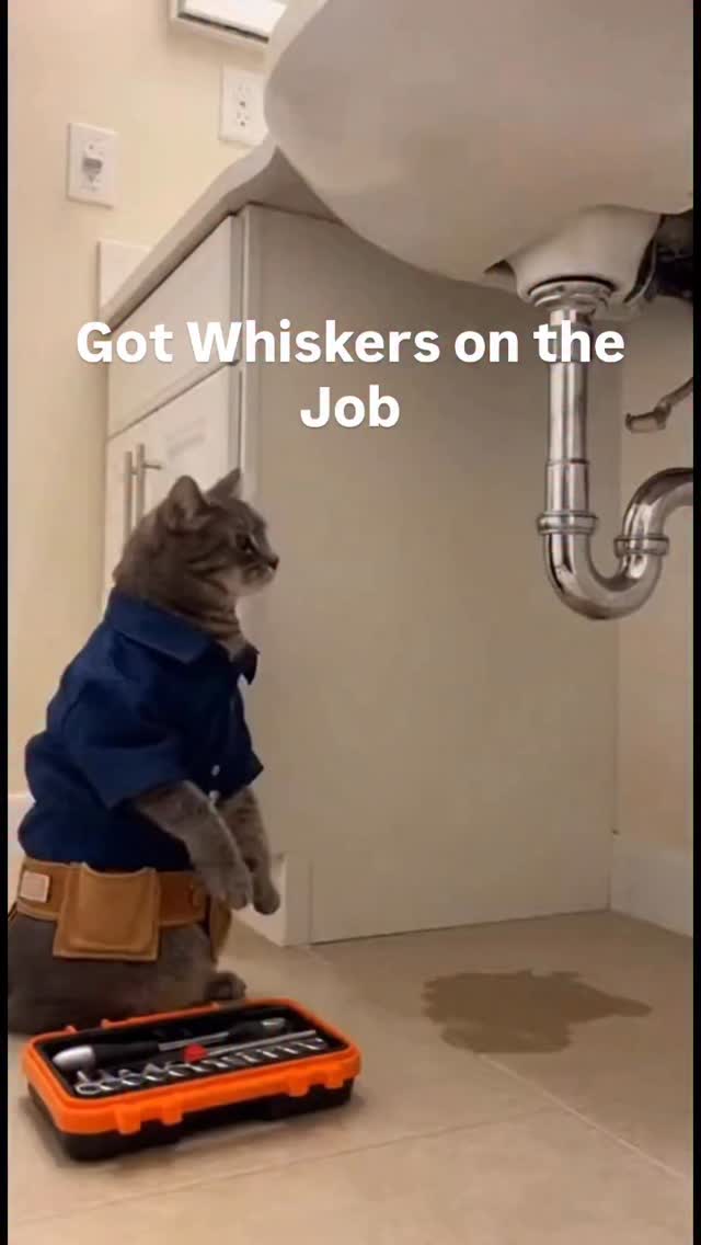 Sent Whiskers out #sunday #easter #catplumber #plumber #plumbing #newyork #massapequa #nassaucounty #plumber #service #longisland #install #water #reels