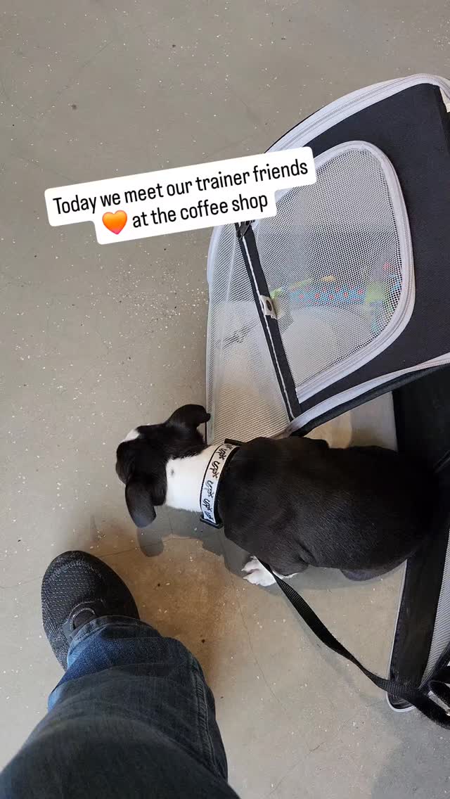 You hear socialize your puppy all the time and this is what it should look like!
Calm and observant 🙂↕️
Follow me if you just got your pup and are ready to enjoy your favorite coffee shop again ☕️