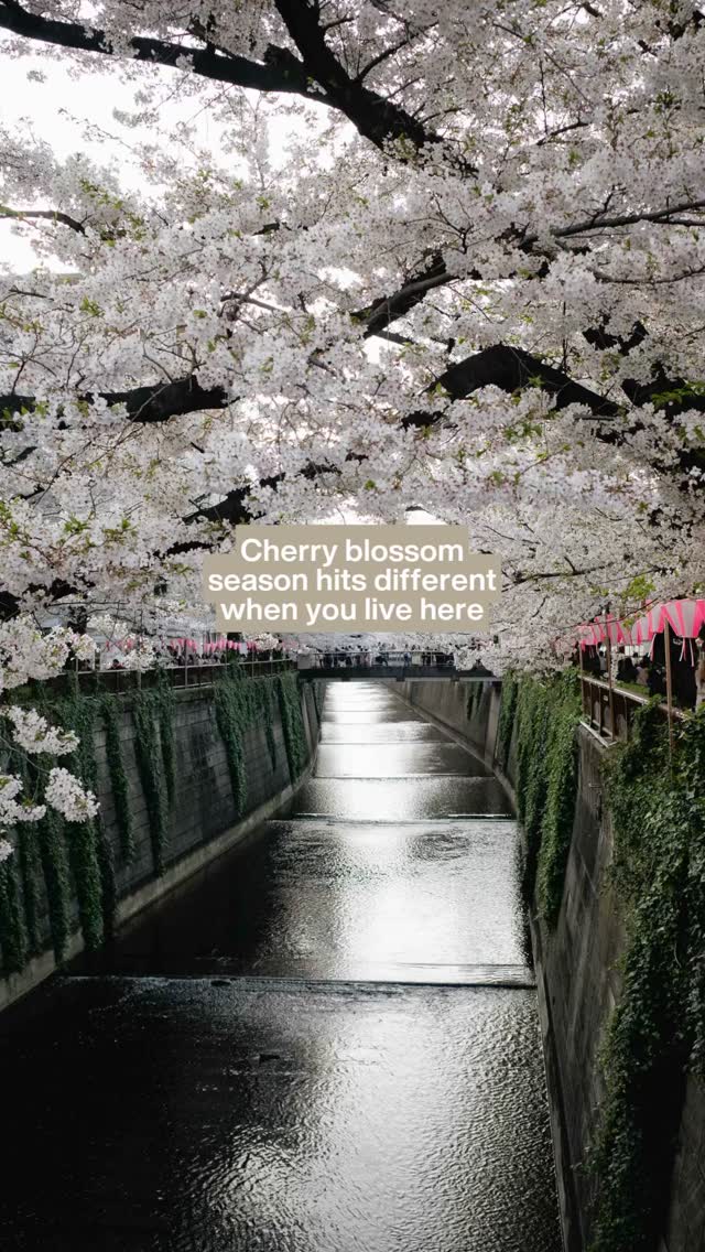 Seeing the cherry blossoms at full bloom is incredible, but it’s even better when it’s in the place you call home.
If you’re thinking about calling Tokyo home, we’d love to help you find your spot.
DM us or visit livesumii.com to explore our furnished apartments across the city.
#livesumii #lifeintokyo 🌸🌸