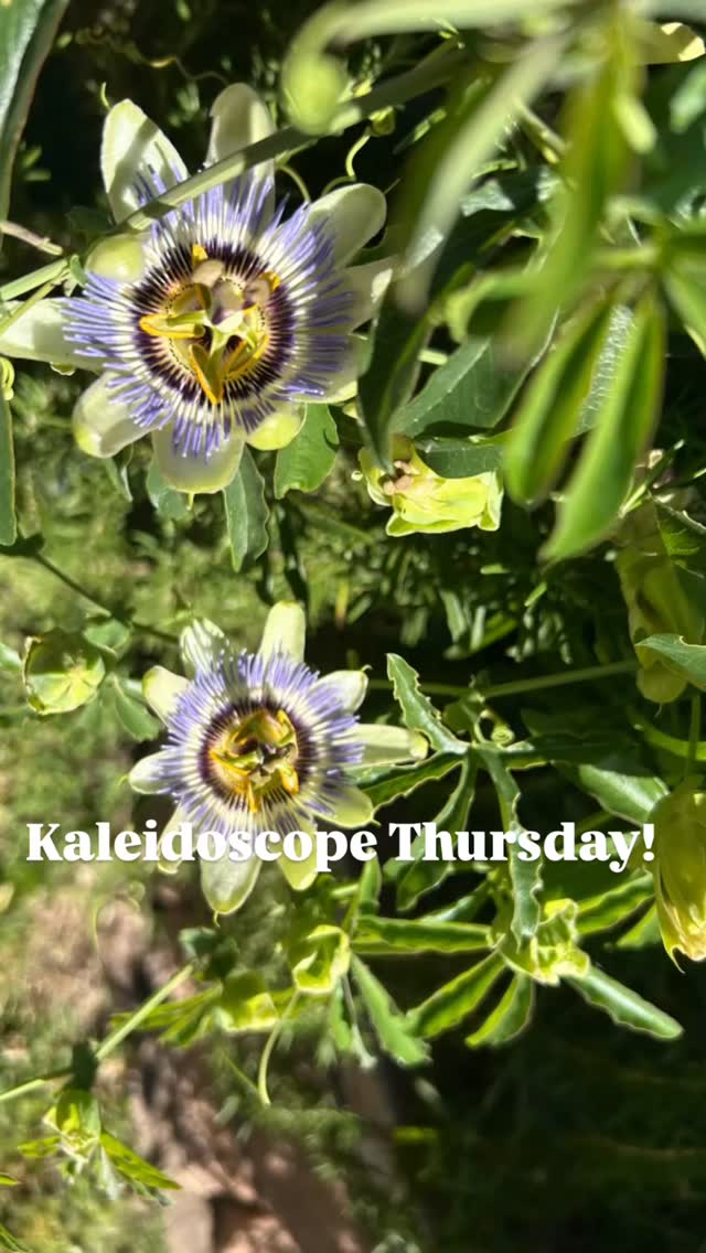 Fun with my old school kaleidoscope and passion flowers in the garden. The only AI here is this artistic individual! Enjoy the day. Make it magical.