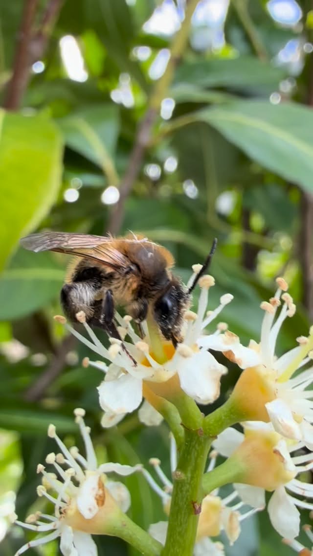 Breakfast @sumnersponds 🐝
#Solitarybees #beesofinstagram🐝 #bees #pollinators🐝 #foodforbees