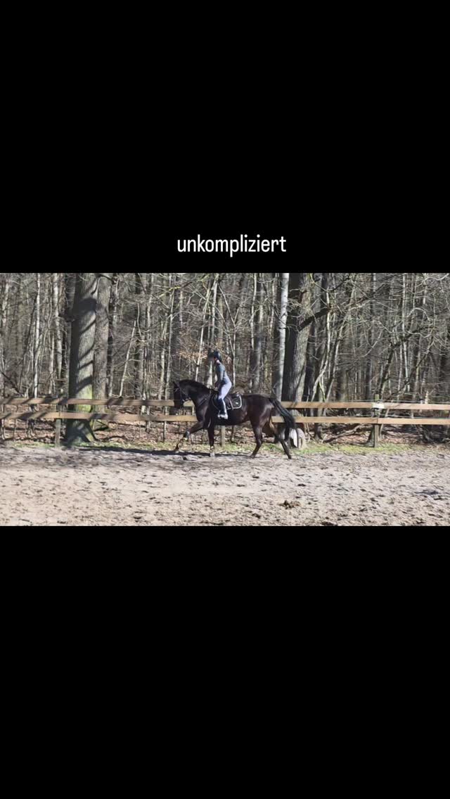 So fühlt sich ein unkompliziertes Pferd an.
Einfach draufsetzen und reiten – ohne Stress, ohne Druck.
Dieser 7-jährige Wallach zeigt genau das:
✔ angenehm im Tempo
✔ gut auszubalancieren
✔ nicht anstrengend
✔ arbeitet ehrlich mit
Unkompliziert heißt nicht langweilig.
Ein Pferd, das Sicherheit gibt und dabei genug Qualität für eine schöne Weiterentwicklung mitbringt –
und dazu noch ein bildschöner Typ.
Dressurmäßig gezogen und genau dafür gemacht.
Durch seinen gleichmäßigen Bewegungen und schönem Ablauf am Sprung auch interessant für den Hunter-Bereich.
Ideal für Reiter, die ein ehrliches, unkompliziertes Pferd suchen.
📩 Bei Interesse gerne melden.
#verkaufspferd
#dressurpferd
#hunter
#pferdekauf
#horseforsale