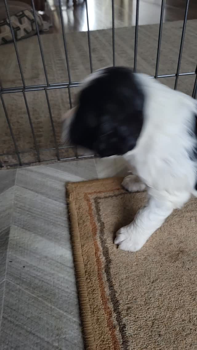 #dog #puppy #sister #spaniel