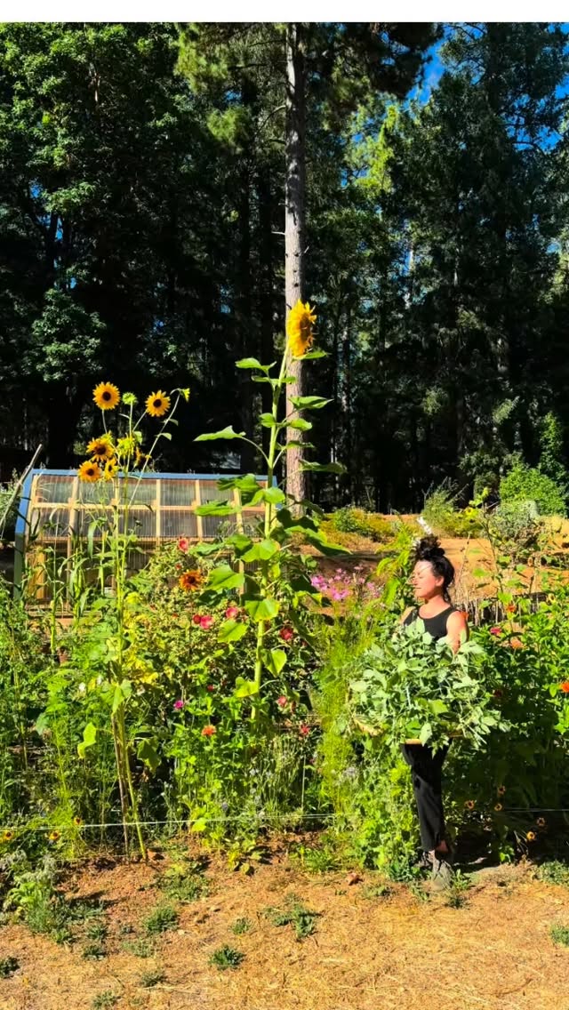 Hi, I’m Rose 👋🏼 I haven’t officially introduced myself in this space, so here it goes! I’m a community herbalist, educator, and founder of Golden Rose Botanicals. I am an herb farmer and create a small-batch seasonal herbal remedy and skincare line.
My official herbal education began @berkeleyherbalcenter in their clinical program with a focus on bioregionality, which supports the belief that what we need is already growing around us. While I loved the foundational skills that came from the clinical work, in recent years I have become more focused on community herbalism which keeps me grounded and connected in the fundamentals of accessibility and reciprocity.
I now live in the Western Sierras and tend to 5 acres of land, along with my partner of 11 years, Joe, and my sweet 140 lb husky mix, Chuck, and sassy kitty, Luna. I am nearly 3 years into this new role as a land-tender, which has revealed many beautiful and humbling lessons. All of which I wholeheartedly welcome. As a lifelong student of the natural world, I’m here to listen.
While I was practicing as a clinician, I also spent 4 years working closely with the Sonoma County Herb Exchange under the mentorship of my gemini soul sister and birthday twin, BJ Avery. This work opened my eyes to the sustainability problem that exists in the herbal world and wellness space. Simply put, overharvesting is a real problem. Growing our own herbal medicine, when it’s possible, and supporting local herb farmers, can ease some of the stress this demand for herbs is putting on the environment.
Seeing the increased desire for folks to connect to the nature and be in community has led me to launch a pilot program this year designed to do just that. We are offering a series of weekend workshops, beginning in May. Each session we can host up to 12 guests. All levels are welcome, no matter where you are in your 🌱 journey. We’ll sleep under the pines, learn a bit about gardening, eat locally grown food prepared by guest chefs, and make herbal medicines that support the well-being of our loved ones. Sweet moments will be shared as we revel in the magic of the plants and come together to learn and reconnect to ourselves.