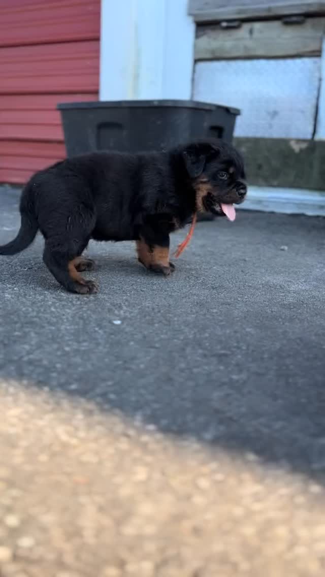 🙌 Follow us on Instagram 👉 @rottweiler_derfestung
Step into the world of Rottweiler Der Festung — where powerful European bloodlines, structure, and temperament come together to produce exceptional Rottweilers. 🖤
From impressive adults to the next generation of puppies, we share the journey of our dogs, their training, growth, and daily life.
#RottweilerBreeder #rottweiler #rottweilers #dog #fyp