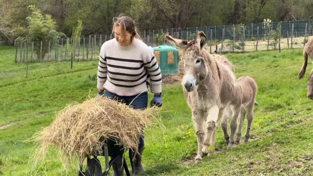 The Pied Piper of Hamelin … #donkey