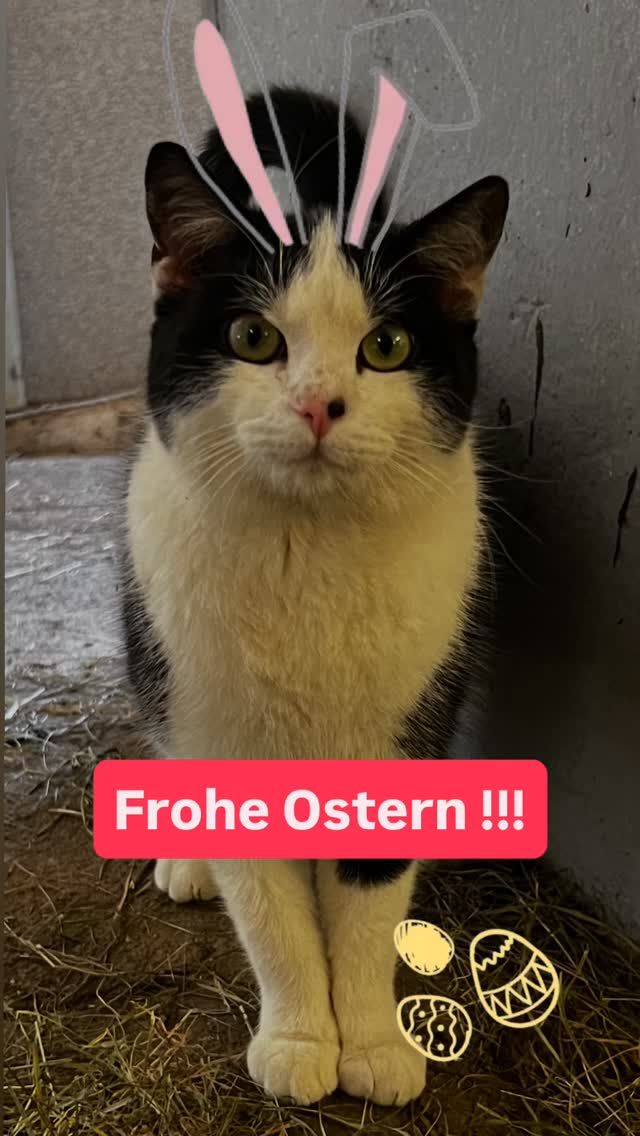 Unser Osterkater 🐈⬛ ist das bessere Fotomodell 👸🤴. Aber auch die Hasen 🐰 lassen Euch lieb grüßen! 👋 Frohe Ostern 🐣
