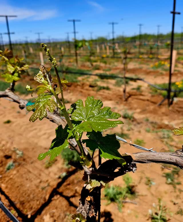 Spring has sprung! And it's an amazing time to visit Willcox. Why not join Skyhaven at our first Willcox Wine Country festival on April 18 & 19? Wine, food, music, cool(er) temps....great memories always follow. ⚔️🍷
Get event info and tickets at www.willcoxwinecounty.org
@winewillcox #willcoxwine #willcoxwinecountry #azwine