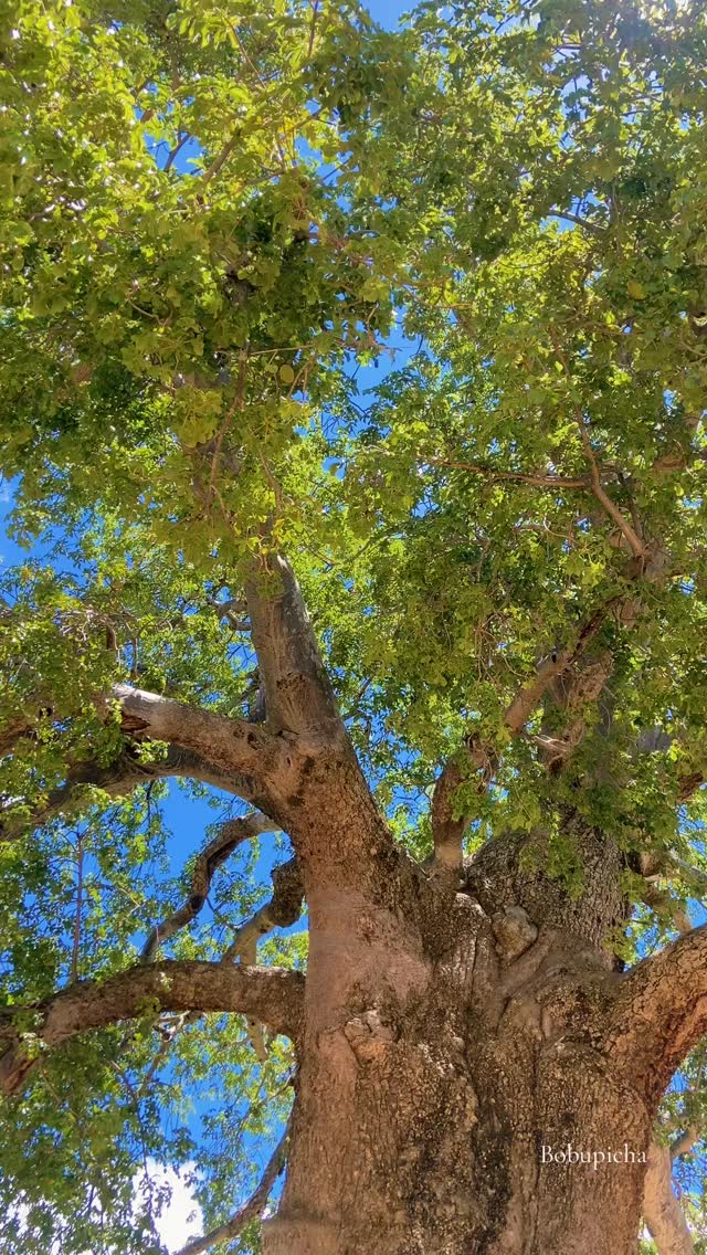 Tarangire baobab tree.
#baobab #nature #wildlife