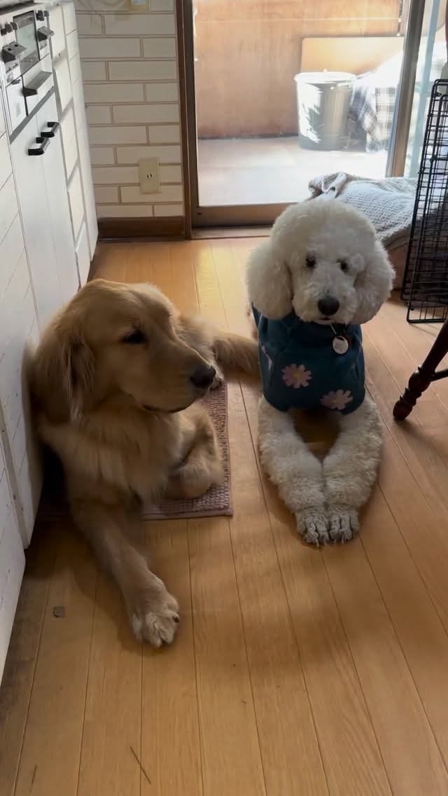 りくのことが大好きな弱っちピーは、りくのやさしさに包み込まれたい時があるので、こうしてそばにくっつきにいきます😊
#doghomestayfluffydog #ケージレスペットホテル #スタンプー #足柄上郡 #保護犬を家族に