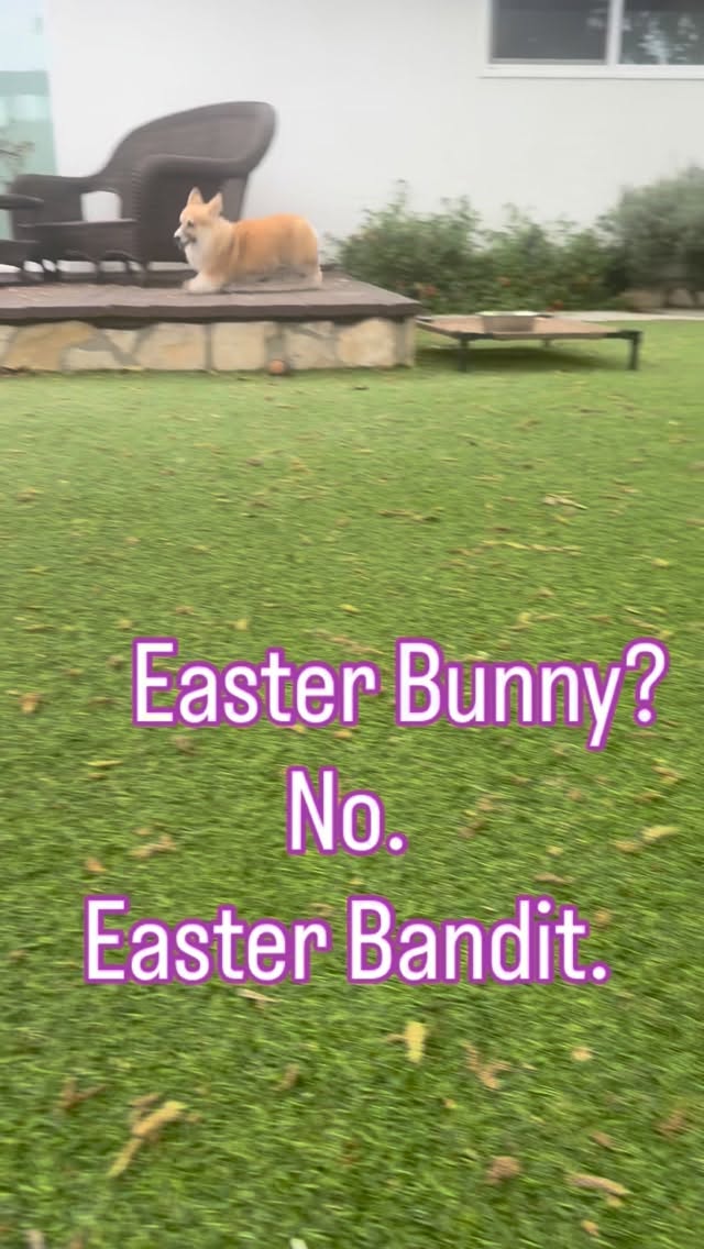 Bad Easter Bunny Energy… but make it CORGI. Hoppy Easter 🐣 #puppyzoomies #corgis_butt