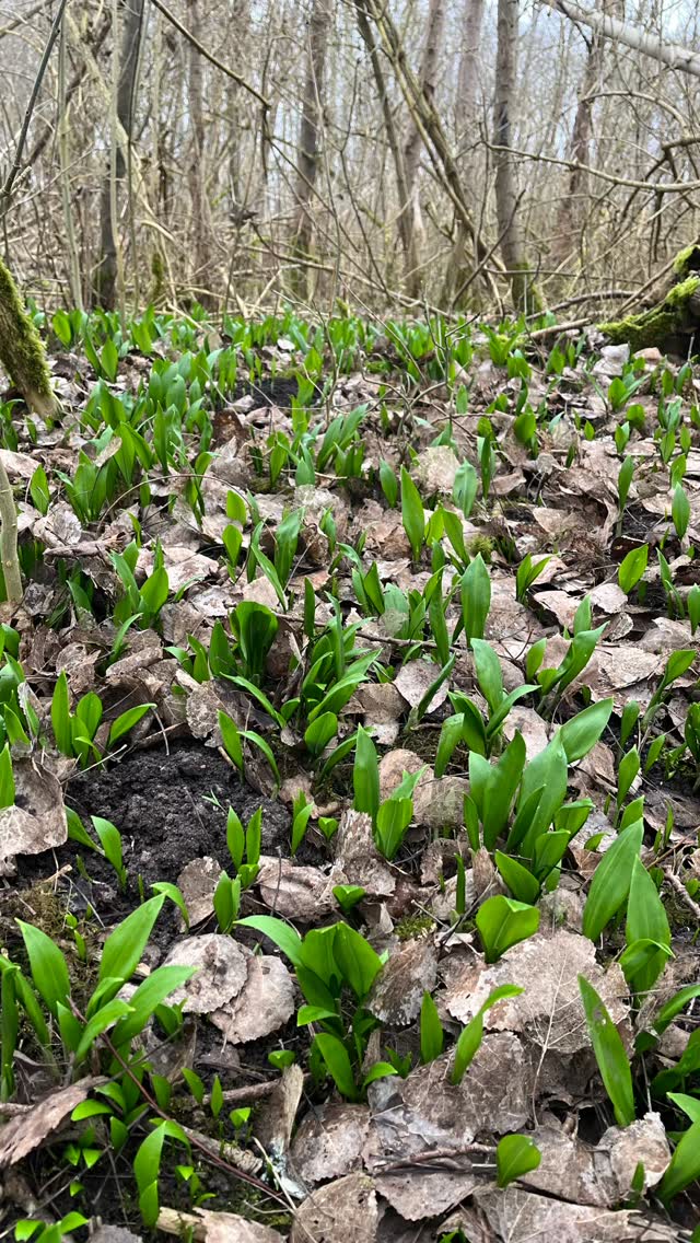 At sanke sin egen mad er noget helt særligt.
Når vi bevæger os ud i naturen og høster vilde urter som ramsløg, gør vi mere end bare at finde ingredienser – vi styrker også forbindelsen til kroppen, sanserne og årstidernes rytme.
Ramsløg er ikke kun en smagsoplevelse, men også en del af en antiinflammatorisk kost. De er rige på svovlforbindelser, som understøtter kroppens afgiftning, og bidrager med både vitaminer og plantestoffer, der kan være med til at dæmpe inflammation.
For nogle er det nyt at sanke – og her kan det give en tryghed at blive guidet første gang. At lære planterne at kende, mærke dem, dufte dem og være sikker i sin viden.
For andre er det en mulighed for at fordybe sig endnu mere, blive inspireret og udvide sin brug af ramsløg i køkkenet.
Ramsløgs Madværksted er for dig, der er nysgerrig på naturens spisekammer – uanset om du er ny eller har sanket før.
Vi samler, smager og arbejder med ramsløg i et roligt tempo, hvor der er plads til både viden, nærvær og inspiration til, hvordan du kan bruge dem i en sund og nærende hverdag. Tilmeld dig via link i bio eller send mig en besked for mere info.