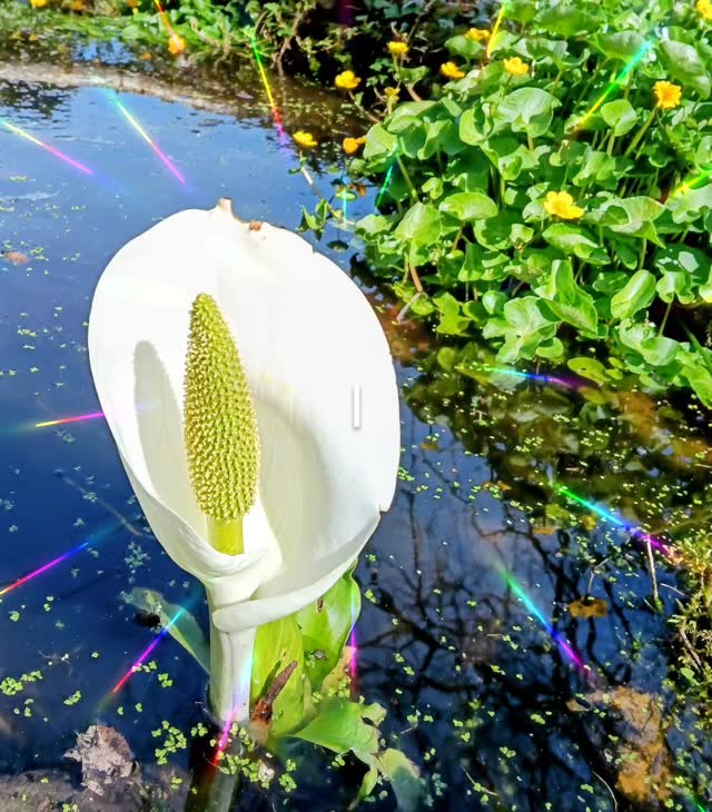 I just love my garden! So much wildlife! 😍 #gardeninglife #hebdenbridge #hellohebdenbridge #gardeninspiration #wildlifegarden