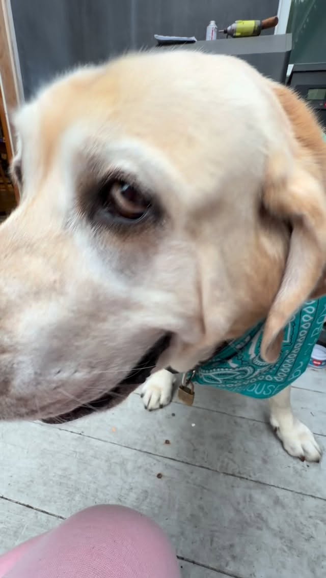 It’s all in the presentation. Dinner with BUCK. #dogwalker