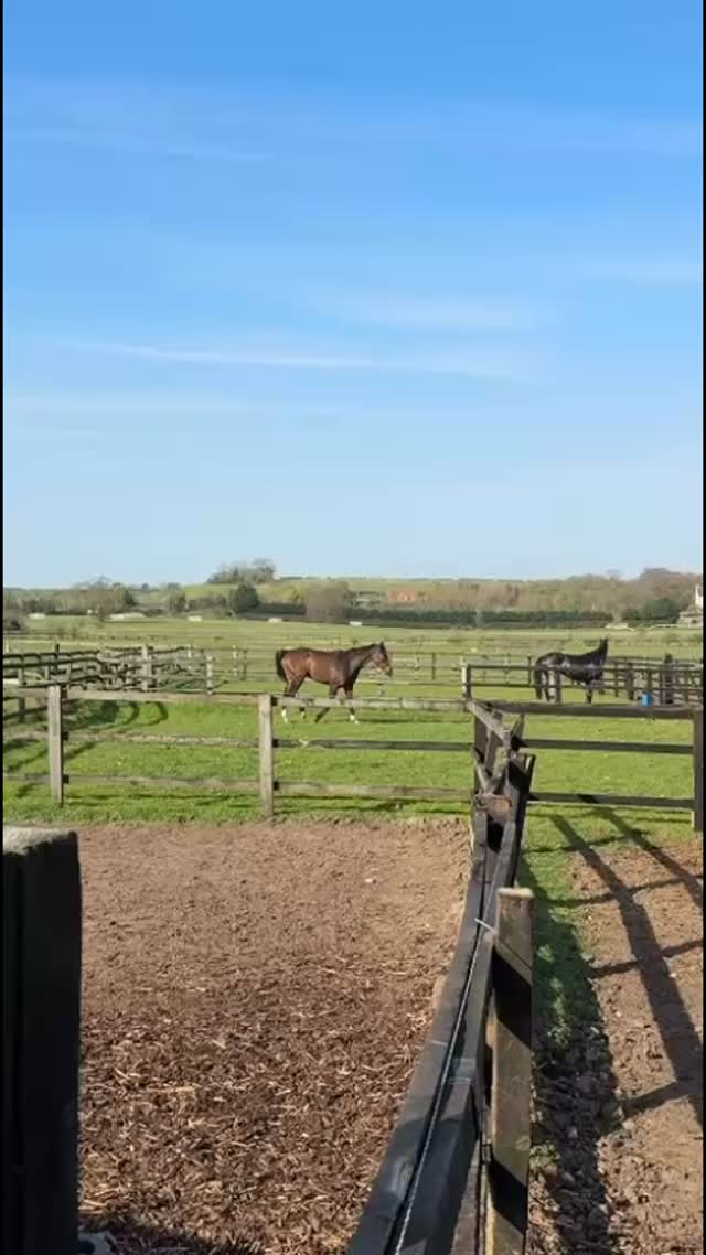Happy Horses enjoying some sun ☀️🐎 Ft voice over from the Boss..
#craiglidsterracing #racehorseownership