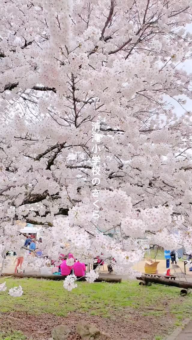 .
樹齢99年のソメイヨシノの巨木が数多く咲きほこる
全国でも珍しい清滝小学校の桜が満開も迎えています。
花が咲き誇る期間中は夜のライトアップも
されていますので、
この機会にぜひお楽しみください*
#清滝小学校の桜