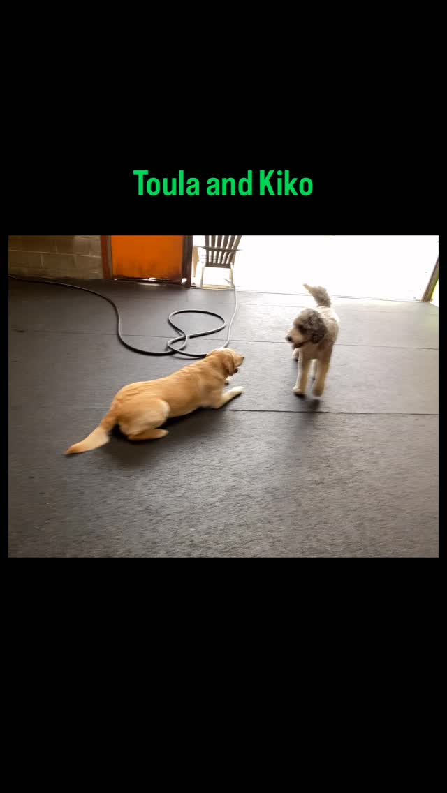 Toula and Kiko get it going!