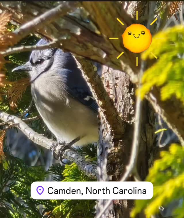 🐦 This one’s for the birds....and anyone who loves a good view!
🪶#CamdenCountyNC is a winged wonderland- where herons glide, eagles soar, and along every trail you can spot a feathered friend.
✨Grab your binoculars & see what’s taking flight today!
🗺️https://www.visitcamdencountync.com/birding
📸: Martinique Lewis/ Camden TDA
@outdoor.nc @ncbirdingtrail @visitnc @ncstateparks #birding #nccoast #spring #outdoors