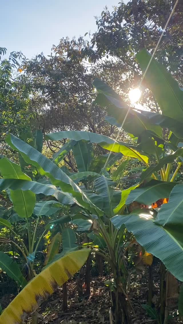 *Sound ON to hear the morning call of the wild.
#Morrillo #AdventureTraveler @kthg.mv #AdventurePanama #PanamaCulture #PanamaLife #PanamaWildlife #HowlerMonkey
#PanamaWildlifeConservation
#TravelBetter
#SustainableTravels #EcoTourGuide
#AdventureTravelers #AdventureTraveller #AdventureTraveling
#AdventureTravelFamily #AdventureTravelFamily #FamilyTravelAdventures #FamilyTravelAdventure #AdventurePanama
