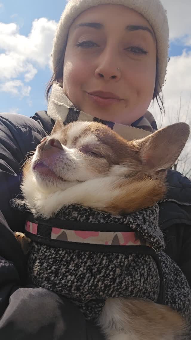 #gassiservice #chiuauaworld #emmastierwelt #dogsitterslife