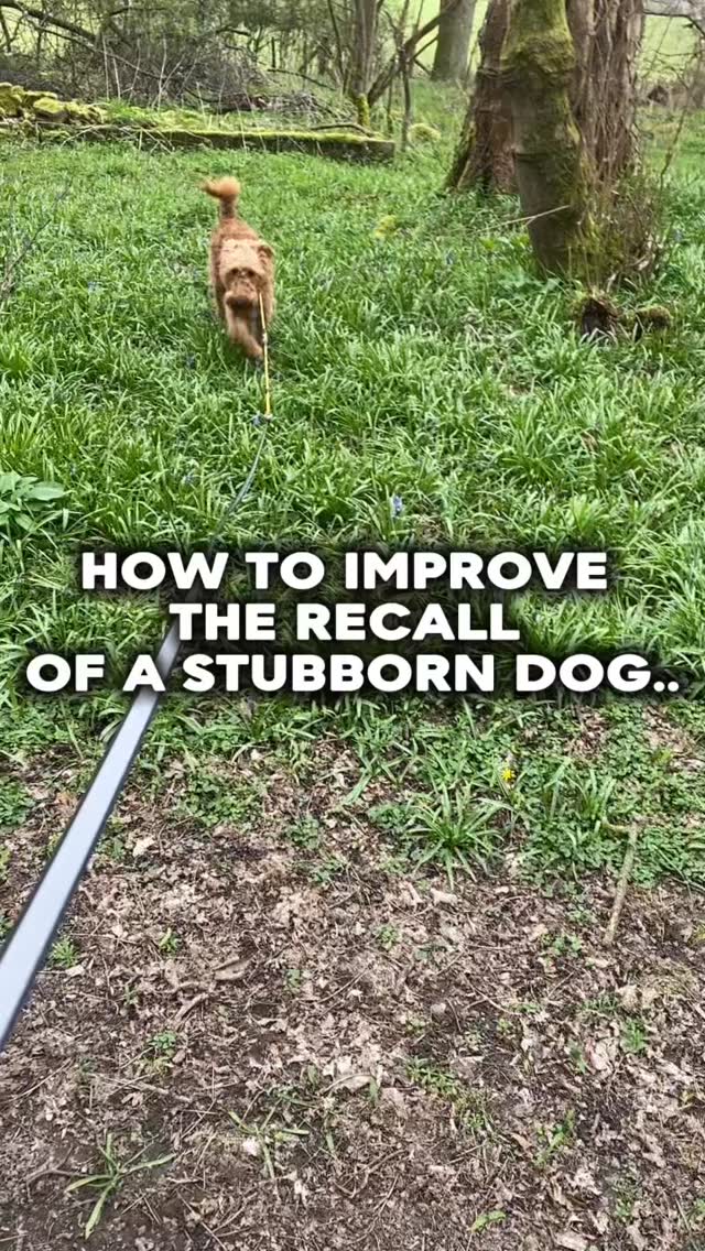 Need help getting better engagement from your stubborn dog
Pop us a dm and let’s have a chat about how we can help
#chalfontstpeter #chalfontstgiles #gerrardscross #dogwalker🚶🏻♂️🦮💨 #dogtraining