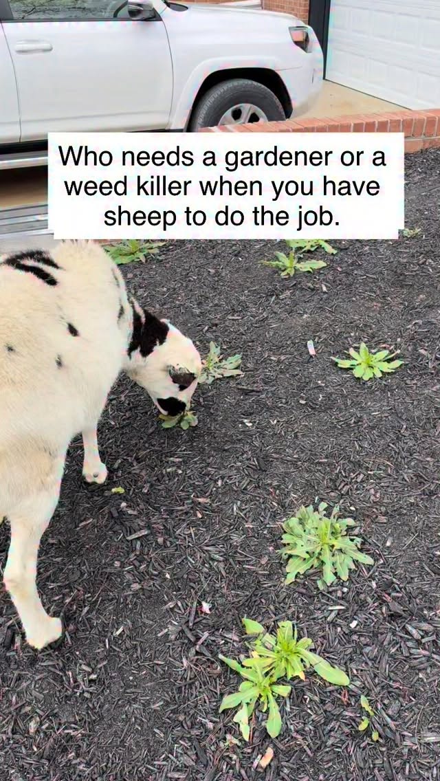 Need to rent a sheep? 😂
#farm #homestead #farmlife #sheep