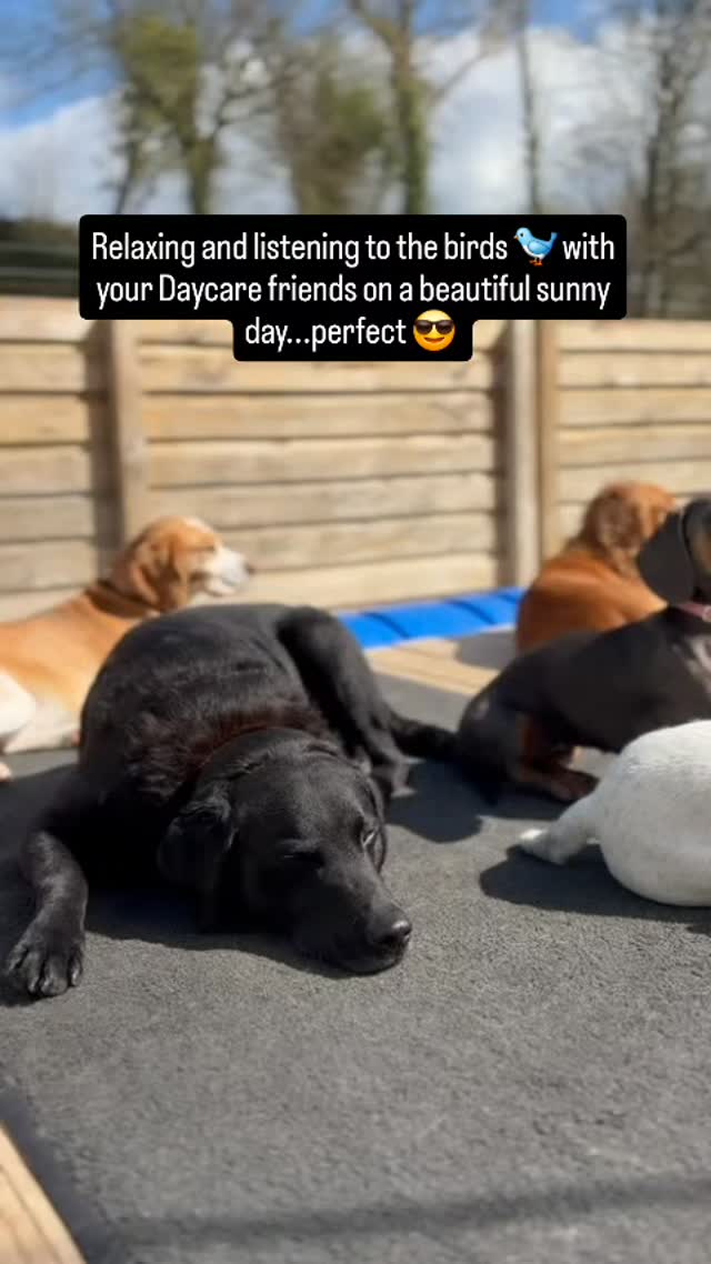 Enjoying the sunshine at Perfect Doggy Daycare π β€οΈ