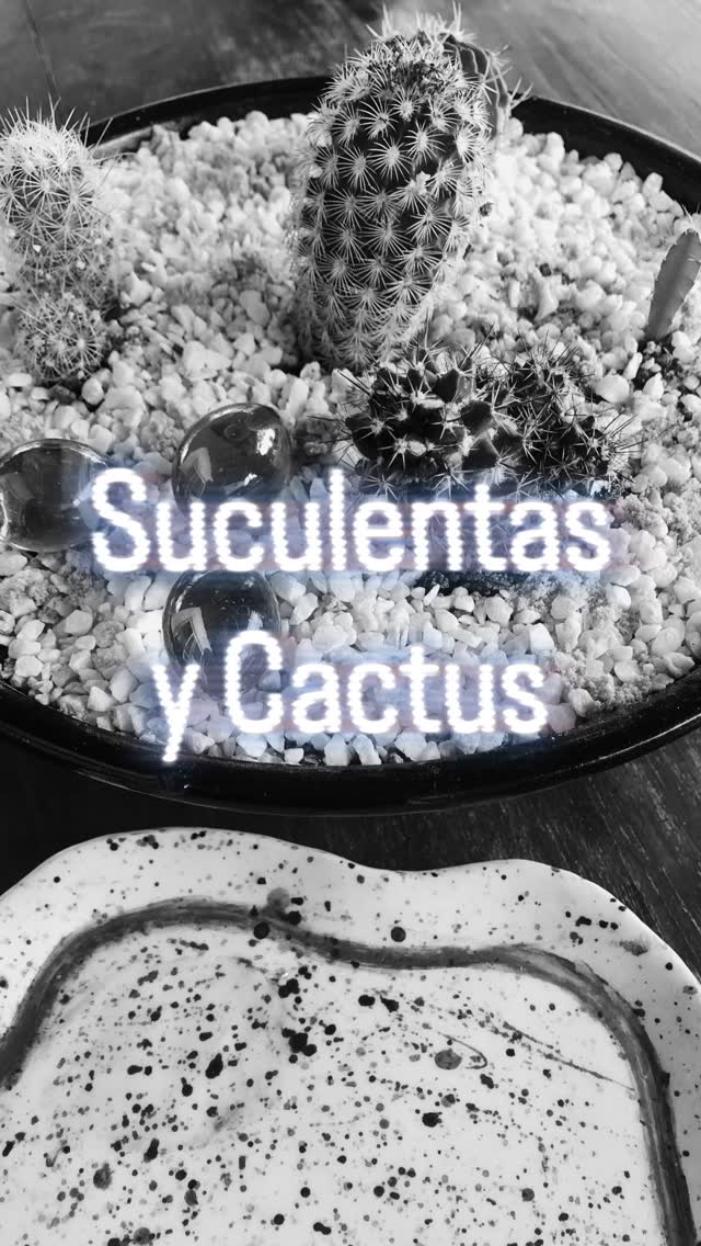 Cuencos con Cactus y suculentas #suculentas #Nordelta #plantasdeinterior #decoraconplantas🌿