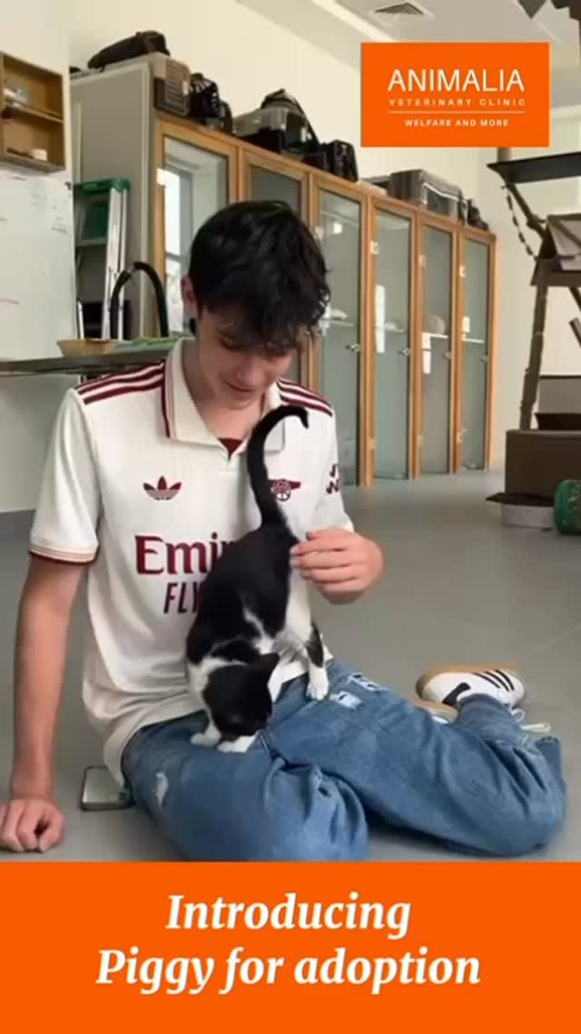 A huge thank you to our Duke of Edinburgh interns for creating this video to find little Piggy a forever home 😻great work Johnny Archer and Alexander Wilson @animaliauae #dukeofedinburgh #adoptdontshop #uae #catadoption