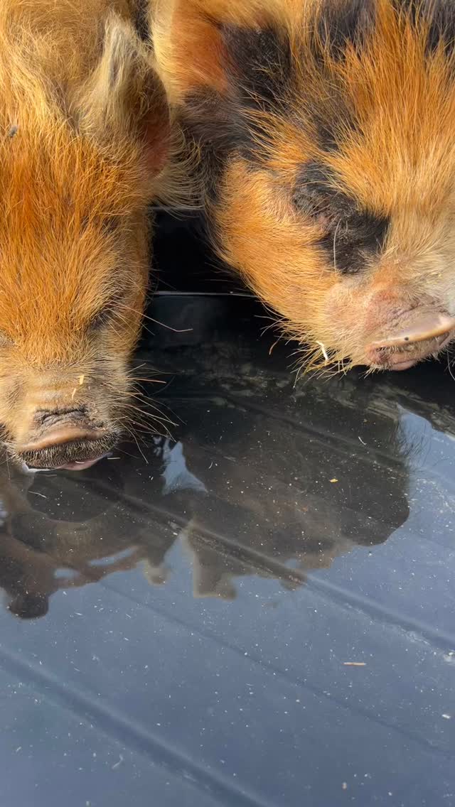 Just a potato and nubbins getting some hydration in! The water was clean until they stuck their dusty little faces in there 😂