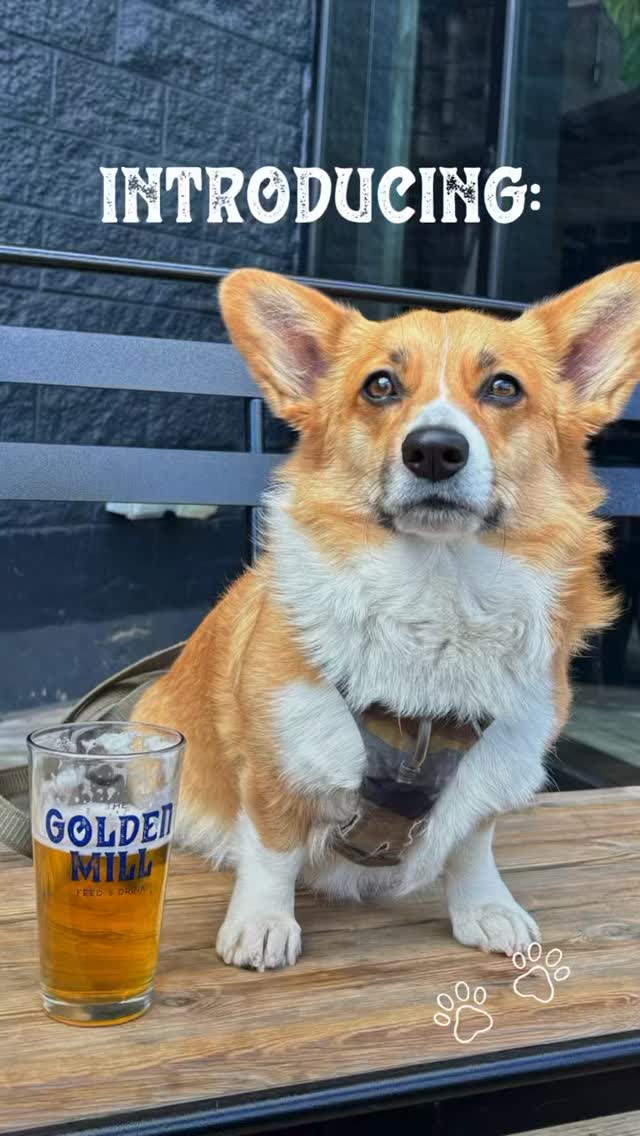 Introducing Mika, our April Dog of the Month! 🌸
Mika is a Colorado girl at heart! She loves to hit the trails followed by with a well-earned chill sesh on the Golden Mill patio (sound like she’s living the dream life!). If you see her on the patio, say hey to this cutie.
🐾🐾🐾🐾
Want to join in on the fun?
Snap a photo of your dog living their best life at The Golden Mill for a chance to be featured as our next Dog of the Month!
1️⃣ Take a photo of your pup *at* The Golden Mill. (While we love all pet photos, we’re only considering good boys and girls on location for this contest!)
2️⃣ Upload to bit.ly/goldenmilldogs with a sentence or two about what makes them special.
3️⃣ Stay tuned on social for the winner announcement during the first week of each month.
We’re gifting a prize pack to all the selected doggos + their humans.
• For humans: 4 free drink cards + a Golden Mill merch pack
• For dogs: 4 free pup cups, a toy & specialty doggie merch!