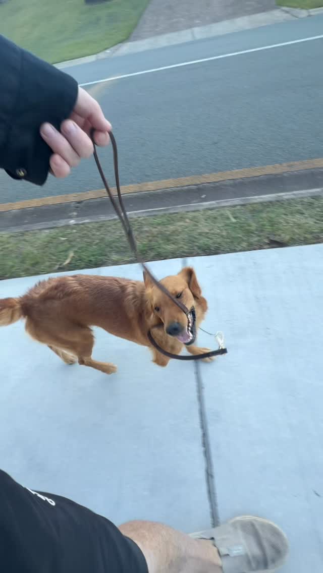 Katana, my three-legged puppy, has been the subject of criticism for her injuries, which led me to stop sharing her updates. However, sheās doing wonderfully! She proudly carries her leash just like her dad, Jr., and always has a big smile on her face. Sheās the happiest dog you could ever imagine!