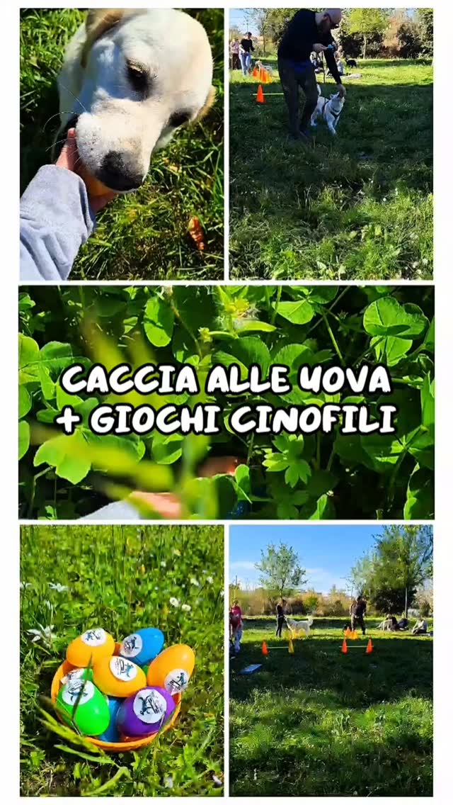 Un pomeriggio fantastico, alla ricerca delle uova nascoste (nascoste troppo bene 🤣🤣🤣).
Giochi, premi e bella compagnia !
Grazie a tutti i partecipanti 🤗
#Psicomotricitàa4zampe #pasquapercani #canirimini #eventicanirimini #attivitàpercani