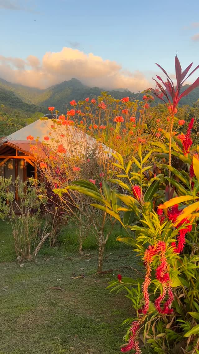 Magic hour…
Golden rays of sun shine on the land bringing everything to life with an aura of enchantment.
The flowers are brighter, the birds are singing songs before the evening dusks upon us & the expansive views of the mountains and ocean remind us of our vastness
It is in these moments where our minds quieten and our hearts soften. A time for our prayers to be spoken to the land and for our gratitude to be shared.
If you feel called to come and experience the magic of the land reach out to us.
You can come for a personalized wellness retreat or stay as a resident.
#yacumama #ecovillage #permaculture #community #costarica
