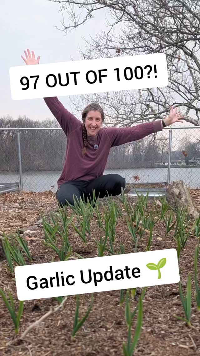 We planted 100 garlic cloves back in November… and 97 of them sprouted! 🧄🌱
Still blows our mind how something so small can turn into so much.
Now the real work begins - growing, waiting, and trusting the process.
Have you ever grown garlic before?
#GarlicGrowing #HomesteadLife #GardenUpdate #GrowYourOwnFood #BackyardGarden