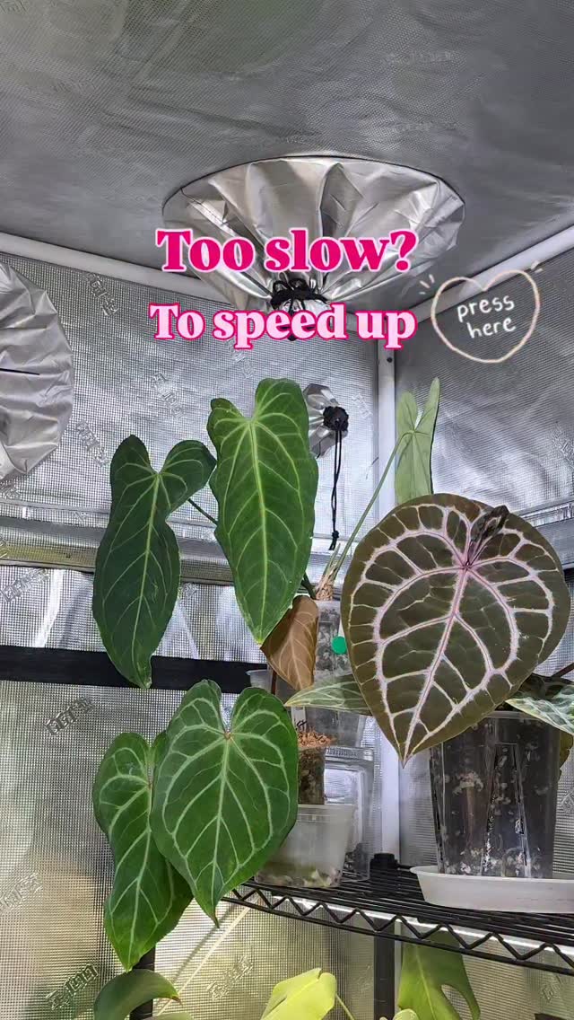 It’s a new trick that we just learned and thought you’d enjoy it too.
PRESS and HOLD above the 💚 sign
Life on a fast lane, sometimes 🤭
Hope everyone keeps on swimming and enjoying the repotting. 💚💚
#happyfriyay #plantsmakepeoplehappy #plantlife #lifeisonfastlane #anthuriumaddict