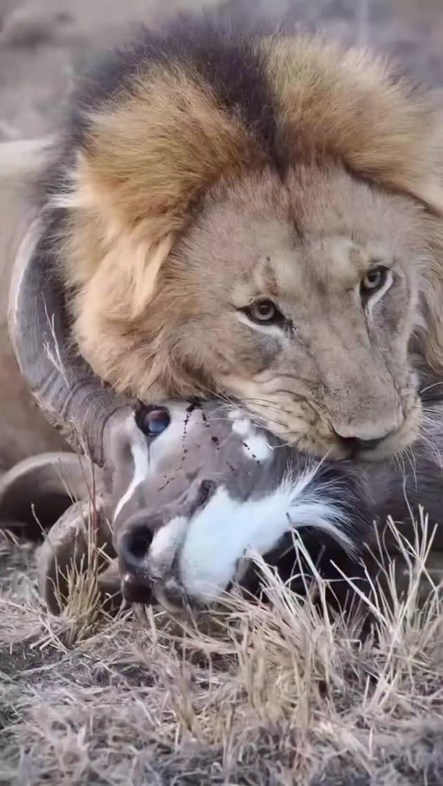 On your photographic Safari with Planet GOGO Adventure and the great Kudu falls on a Lions Teeth that give you the thrill of survival in the wild and that moment of Once in a lifetime photography
www.planetgogoadventure.com
#wildlifephotography #wildplanet #serengeti #maasaimara #travelplanner