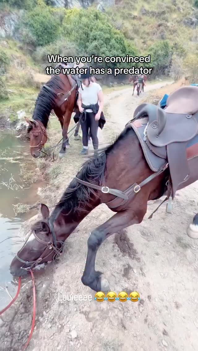 Louie was convinced there were crocodiles in this pond. The scariest in this pond are the little frogs maybe. But still the prey animal in him thought otherwise!
Never knew horses could even be in this position to be honest đ
.
.
.
.
.
#horsehumor #funnyhorse #weirdpet #funnyanimal #horsesofinstagram