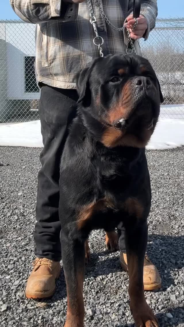Ryder "The Saint Monster"🙌 Follow for more 👉 @rottweiler_derfestung
Step into the world of Rottweiler Der Festung — where powerful European bloodlines, structure, and temperament come together to produce exceptional Rottweilers. 🖤
From impressive adults to the next generation of puppies, we share the journey of our dogs, their training, growth, and daily life.
#RottweilerBreeder #rottweiler #rottweilers #dog #fyp