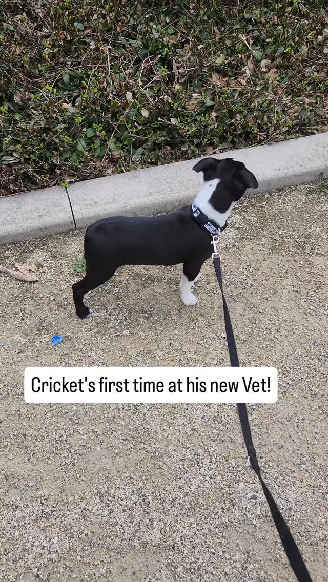 We had such a great first experience at @partnersah_southloop
Everyone was so nice and Cricket loved everyone 💕