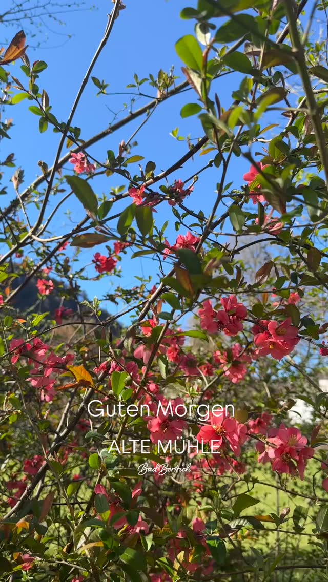 Atmen, entspannen, genießen
Ein perfekter Frühlingsstart für unsere Gäste. Die Natur ist voll erwacht, und wir sind es auch – bereit für eine wundervolle Saison in der Alten Mühle.
Wir freuen uns darauf, Sie bald bei uns begrüßen zu dürfen.
@HotelAlteMühleBadBertrich
📞 +49 2674 1880
🌐 hotel-altemuehle.de
#visitmosel #boutiquehotel #naturliebe #countryside #relaxation